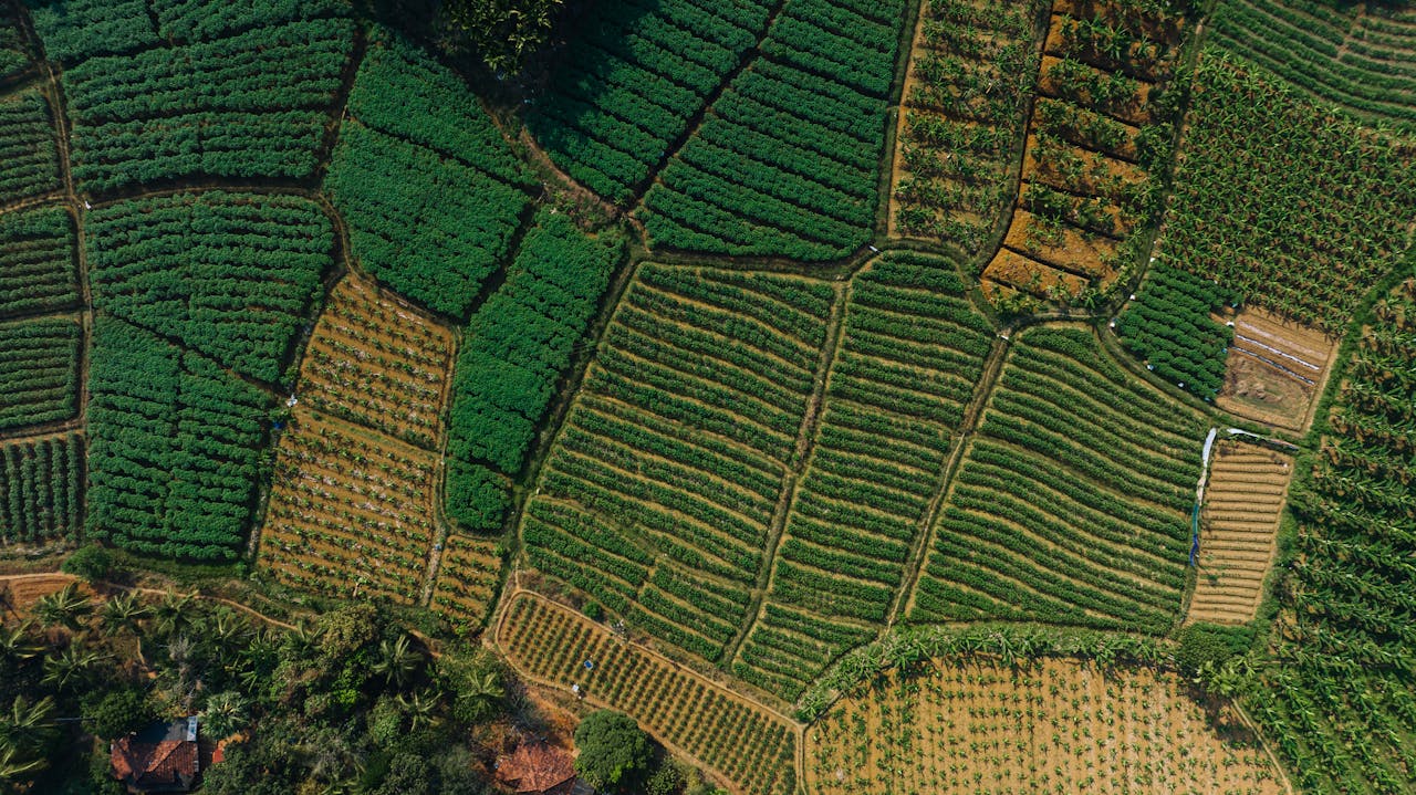 Stunning aerial view of rice fields in Kerala showcasing organic farming patterns and lush greenery.