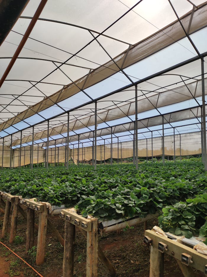 Inside a ventilated greenhouse filled with thriving leafy greens, showcasing a sustainable farming environment.