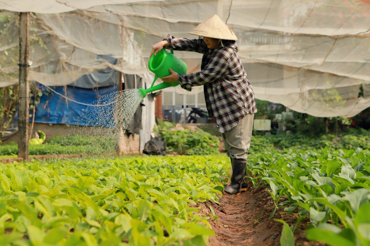 An Asian woman tending to plants in a greenhouse, using a watering can.