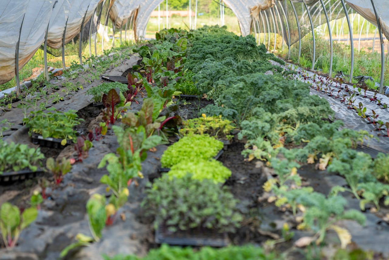Lush green plants thrive in a semi-transparent greenhouse tunnel during summer.